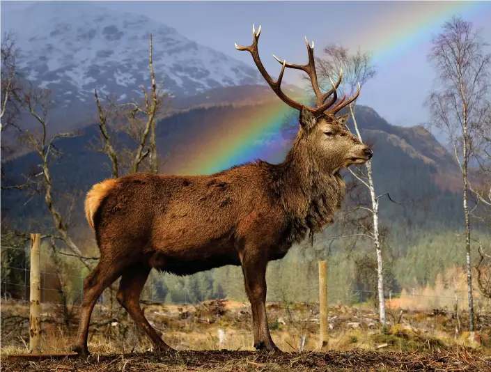  ??  ?? Animal magic: A rainbow and a snow-clad peak in Glen Etive, Argyll, form a splendid backdrop for this photograph of a mighty stag, taken by visitor Stephen Davies