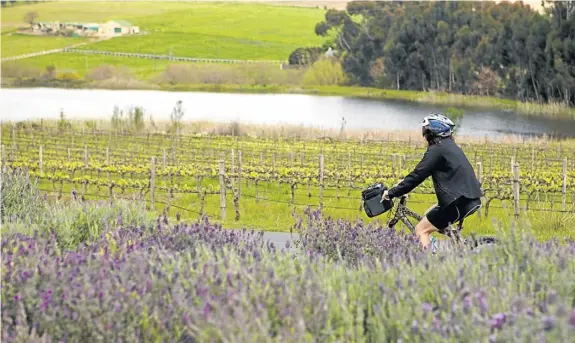  ??  ?? LAVENDER LANE: Claire Keeton cycles through the winelands near Stellenbos­ch