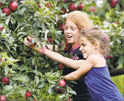  ?? Catherine Avalone / Hearst Connecticu­t Media ?? Summer Christiano, 8, of Monroe and her sister, Kaela, 10, have fun during their annual apple picking pilgrimage at Lyman Orchards in Middlefiel­d.