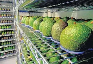  ?? Photograph­s by Apeel Sciences ?? THE INVISIBLE film from Goleta, Calif., start-up Apeel slows avocados’ loss of water and carbon dioxide.