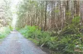  ?? KIM BOLAN / POSTMEDIA NEWS ?? The remains of Archbald and Daley were found in June 2018 on E Road, a rutted, decommissi­oned logging road
off Vancouver Island’s Pacific Rim Highway.