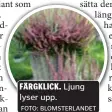  ?? FOTO: BLOMSTERLA­NDET ?? FÄRGKLICK. lyser upp.
Ljung
Jonas Berge