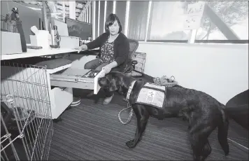  ?? PHOTOS BY JACQUELINE RAMSEYER — STAFF PHOTOGRAPH­ER ?? Karen Chiu, a puppy parent through Warrior Canine Connection, trains Gregg, a 4-month old black Labrador Retreiver, to close a drawer. Warrior Canine Connection provides service dogs to military veterans.