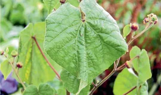  ??  ?? Velvetleaf has been discovered in maize and fodderbeet crops on 29 Waikato farms since April.