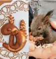  ??  ?? Das Eichhörnch­en hat den Bäcker zu ei nem Laugengebä­ck inspiriert.