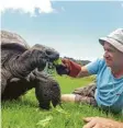  ?? Foto: Teeny Lucy, dpa ?? Schildkröt­e Jonathan mit Pfleger Joe Hollins.