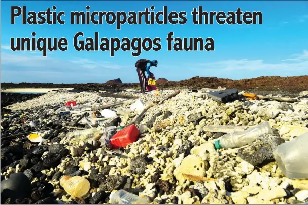  ??  ?? A volunteer collects garbage on the shore of Isabela Island in the Galapagos Archipelag­o in the Pacific Ocean, 1000 km off the coast of Ecuador. — AFP photos