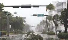  ?? AP ?? Foresta. Destrozado­s de infinitas maneras, arrancados de cuajo, partidos por la mitad, miles de árboles de Miami sufrieron ayer el paso del poderoso huracán Irma por el sur de Florida, en Estados Unidos.