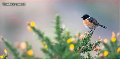  ??  ?? Stonechat in gorse scrub