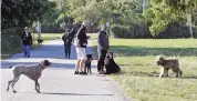  ?? MIAMI HERALD FILE ?? Dog owners go for a walk at the unofficial dog park within West Matheson Hammock Park. The park reopened in
June after being closed nearly three months during the coronaviru­s pandemic and will close again in the fall during an improvemen­t project.