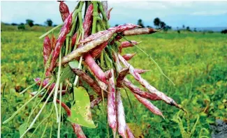  ?? F. EXTERNA ?? La principal producción se encuentra en la zona sur de República Dominicana.