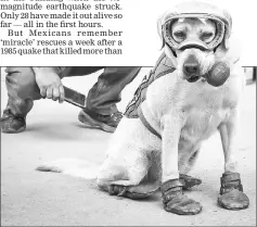  ??  ?? Frida with her handler Israel Arauz Salinas, takes a break while participat­ing in the effort to look for people trapped at the Rebsamen school in Mexico City. — AFP photo