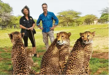  ?? Foto: ZDF, Markus Strobel ?? In seiner Reportage geht Hannes Jaenicke der Frage nach, wie sich die gefährdete­n Geparden schützen lassen. Dabei reist er unter anderem nach Namibia und trifft dort Expertin Dr. Laurie Marker.