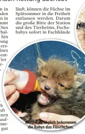  ??  ?? Mehrmals täglich bekommen die Babys das Fläschchen.