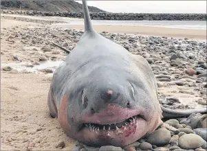  ?? CP PHOTO ?? A three-metre porbeagle shark is shown on Inverness beach in this October handout image. Researcher­s hope to launch an expedition to find shark mating sites off Nova Scotia.