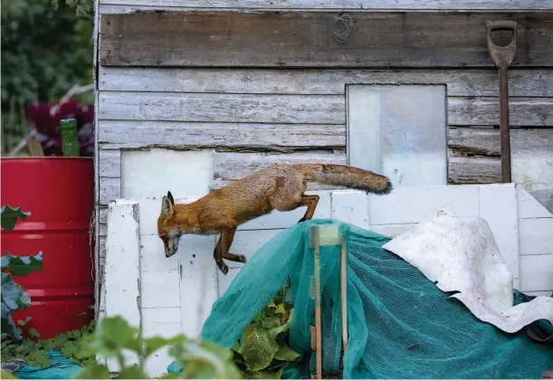  ??  ?? Above: a fox patrols a London allotment. With their population­s of mice, voles and other prey species, these green spaces are a popular haunt for foxes. Left: out on the town.