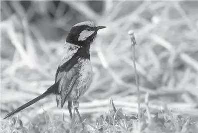 ??  ?? ABOVE:
This photo provided by Jessica McLachlan shows a fairy wren. Scientists have discovered that birds can learn to recognize
alarm calls of other species, essentiall­y by learning to eavesdrop in a second language. The Australian songbird
isn’t...