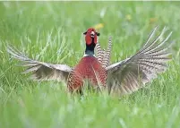  ?? PROVIDED BY THE GREATER FARMINGTON FILM FESTIVAL. ?? “Pheasants of Detroit” is a short documentar­y about the usually rural birds that are living in open spaces of the city of Detroit.