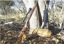  ??  ?? I hunted this trophy steenbuck near Ellisras using my 7x57 loaded with 150gr Pro-amm ammunition. It was the only rifle I had with me on that hunting trip and the steenbuck was an incidental trophy.