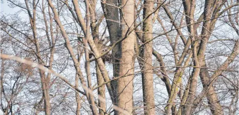  ?? FOTO: PRIVAT ?? Ein Bild mit Seltenheit­swert aus dem Kettenacke­r Wald: Man sieht zwischen den Bäumen einen Flügel des Rotmilans, der gerade sein Nest verlässt. Der typische weiße Streifen an der Unterseite des Flügels ist zu erkennen.