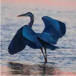  ??  ?? Blue heron, Aboiteau Beach, N.B. @riz6058 Mohsin Khan