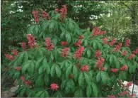  ?? (Special to the Democrat-Gazette/Janet B. Carson) ?? Red buckeye is a small, spring-flowering native tree that can be propagated from its seeds.
