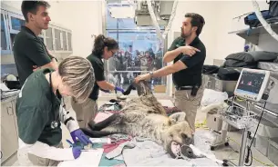 ?? RENÉ JOHNSTON TORONTO STAR ?? Echo, a 9-year-old spotted hyena, gets dental work done during a physical at the Toronto Zoo.