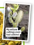  ??  ?? My willow cu ings even had catkins!