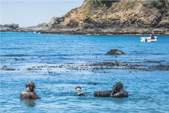  ?? Brendan McGuigan / Special to The Chronicle ?? Abalone divers return to the beach at Van Damme State Park in Little River (Mendocino County). The 2017 limit is 12 abalones in a season cut to five months.