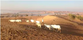  ?? Biosphere Expedition­s ?? Arabian oryx in the UAE desert