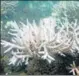  ?? HT PHOTO ?? Corals are sensitive to temperatur­e fluctuatio­ns.