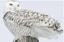  ??  J. GREGORY MCINTOSH ?? Snowy Owls appear to be on the move north. During the past week, a few individual­s have been reported from new areas that birds weren’t present this winter.