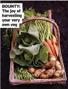  ?? ?? BOUNTY: The joy of harvesting your very own veg