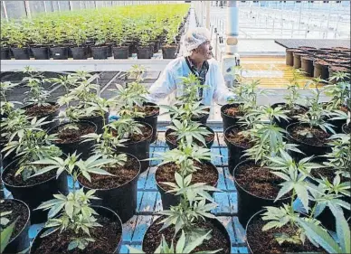  ?? LARS HAGBERG / AFP ?? Una plantación de marihuana