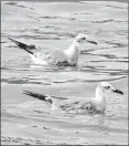  ??  ?? • La gaviota reidora es migratoria y suele llegar al reservorio de Cumbayá.
