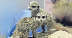  ??  ?? Compare the meerkats, Dee and Don, at Aberdeen’s Pets’ Corner