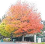  ?? ?? From main, a Liquidamba­r Gumball and a tree in Westridge showing off its autumn colours.