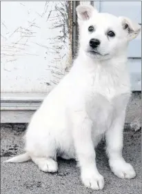 ?? TELEGRAM FILE PHOTO ?? A husky mix pup awaits adoption at the Gander SPCA in 2017.