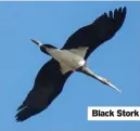  ??  ?? Black Stork
