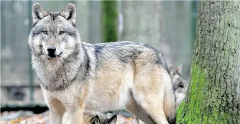  ?? ARCHIVBILD: INGO WAGNER ?? Sorgt für Gesprächss­toff: In einer Landtagsde­batte wurde nun über den Umgang mit wilden Wölfen diskutiert. Hier sind Tiere in ihrem weitläufig­en Gehege im Wolfcenter Dörverden zu sehen.