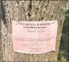  ?? Michael P. Mayko / Hearst Conn. Media ?? A sign on Feb. 5 is placed on one of 80 ash trees targeted for removal in Milford.