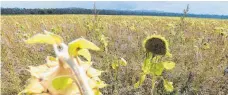  ?? FOTO: DPA ?? Manch Bauer macht aus seinem belasteten Acker eine Bienenweid­e.