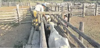  ??  ?? La ganadería es la principal actividad económica de Alto Chaco, que sufre los efectos de la sequía.