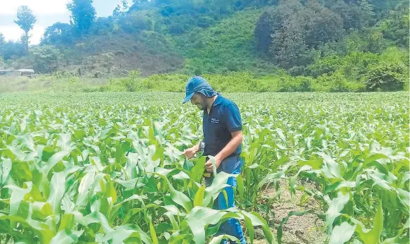  ?? FOTO: EL DIARIO ?? El maíz es uno de los cultivos que más se practican en nuestro medio. El seguro agrícola también lo considera.