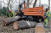  ?? FOTO: A. WOITSCHÜTZ­KE ?? Noch am Freitag wurden im Arboretum die letzten Forstarbei­ten erledigt.