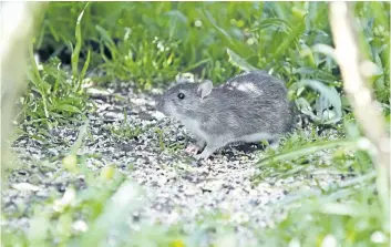  ?? FILE PHOTO ?? Rats have been causing problems throughout Niagara this summer.