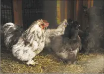  ??  ?? A rooster and hens in one of the two coops of organicall­y fed chickens on Gail Bunovsky’s property on Thursday.