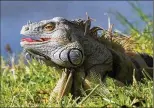  ?? GREG LOVETT / THE PALM BEACH POST ?? Thanks in part to a series of mild winters, you may see more iguanas wandering around Palm Beach County and much of Florida.