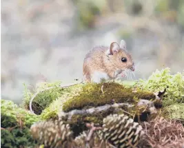  ?? ?? Wood mouse ©Dave Kilbey Sussex Wildlife Trust