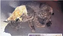  ?? COURTESY OF CHRISTINE LANDERS ?? This male bobcat was freed from a foothold trap earlier this month after it was found in a Placitas barn with the trap and chain still attached to a leg. The state Game and Fish Department said the animal had to be euthanized.